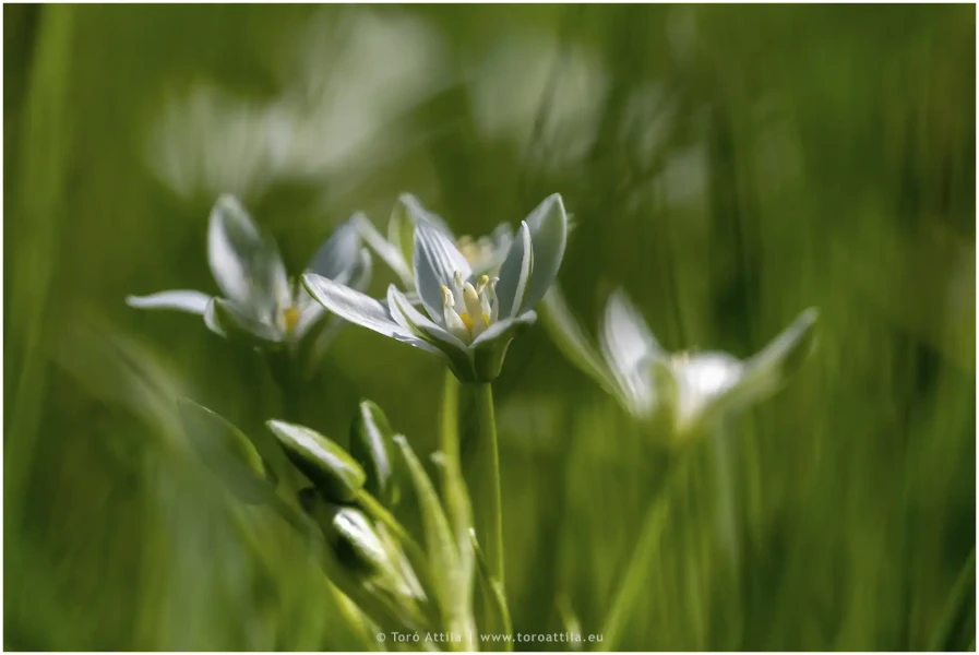 Ernyős sárma | Ornithogalum umbellatum | Balusca  | Star of Bethlehem