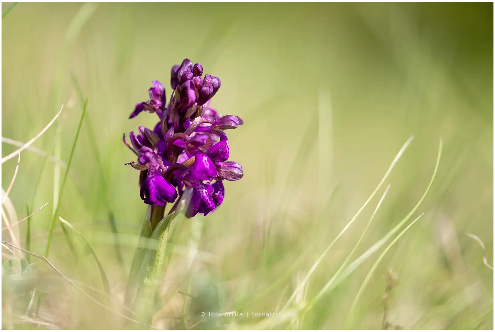 Agárkosbor  (Anacamptis morio) – egy aprócska védett gyöngyszem