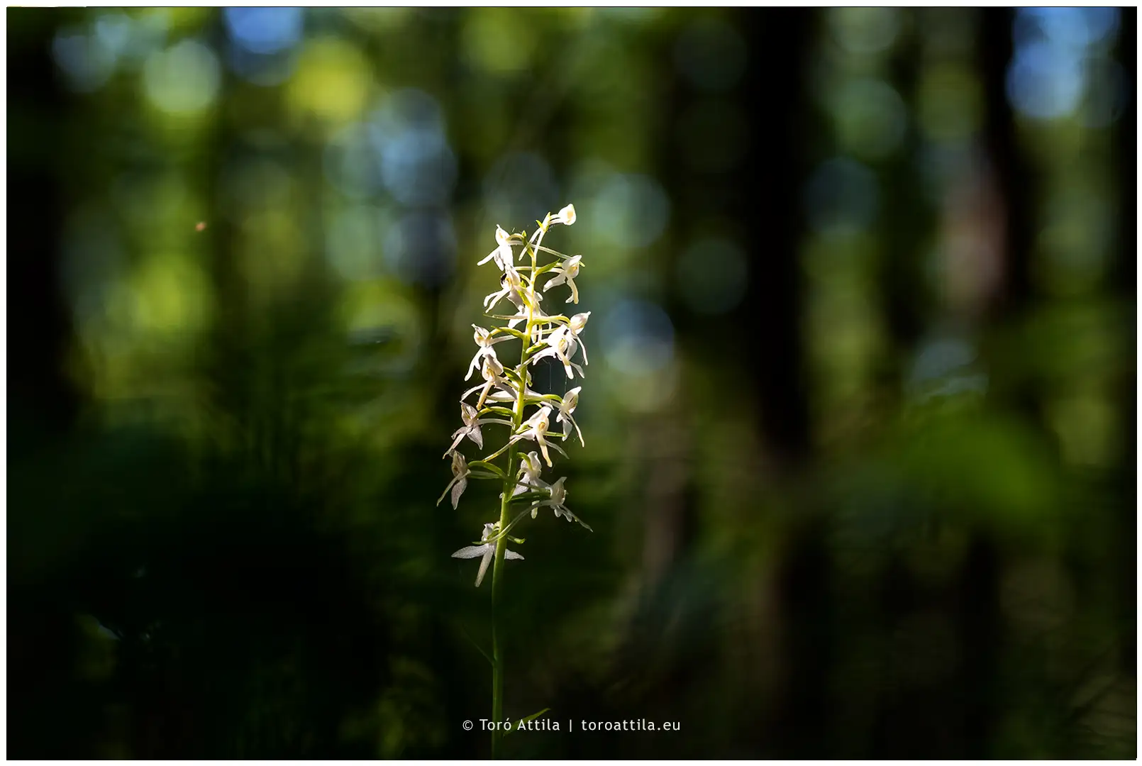 Kétlevelű sarkvirág: egy törékeny eurázsiai orchidea csoda