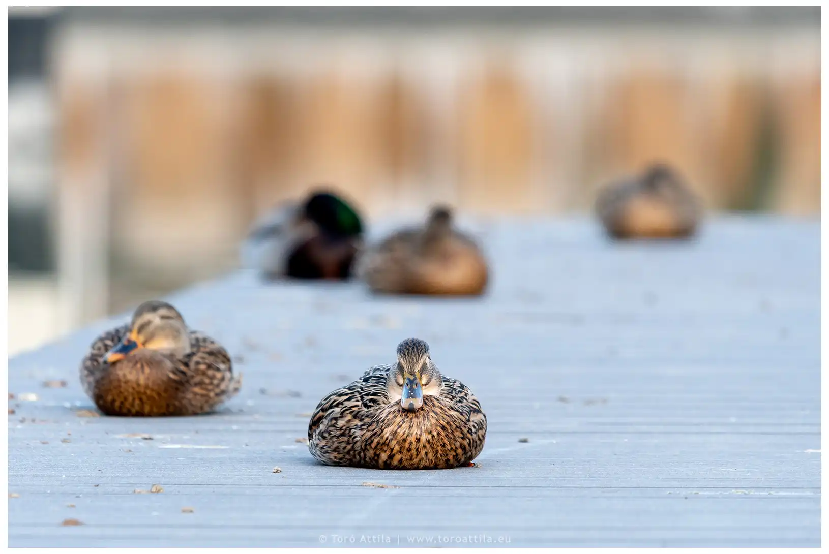 Vizeink tollas túlélői: 3 pillanatkép a tőkés récék életéből